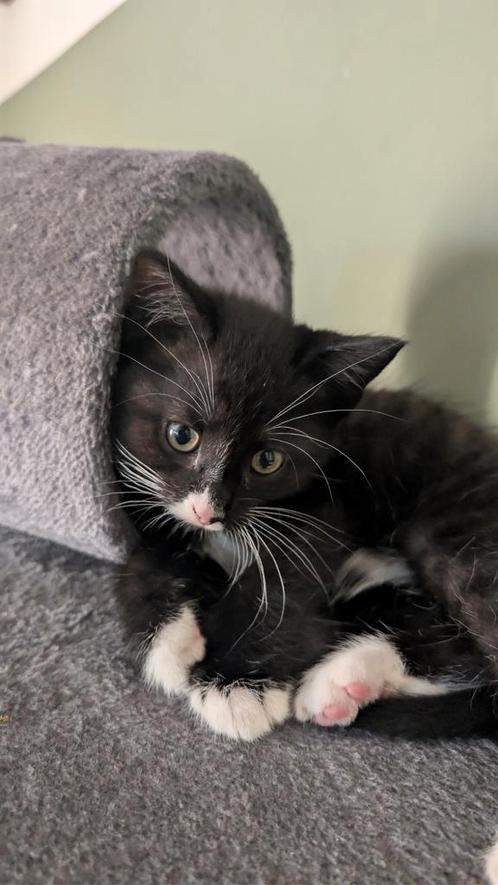Kitten, Dieren en Toebehoren, Katten en Kittens | Dekkaters