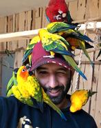 tamme papegaaien & parkieten groot & klein, Dieren en Toebehoren, Vogels | Parkieten en Papegaaien, Meerdere dieren, Papegaai