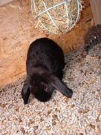 Konijn ram Nederlandse hangoor, Dieren en Toebehoren, Konijnen, Mannelijk, Klein, Hangoor, 0 tot 2 jaar