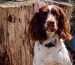 Engelse Springer Spaniel, Dieren en Toebehoren, Rabiës (hondsdolheid), Reu, Eén hond, Spaniël