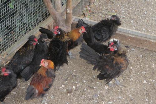 krielkippen kuifhoenders, Dieren en Toebehoren, Pluimvee, Kip, Meerdere dieren