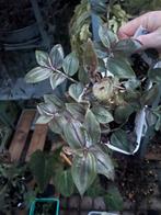 Tradescantia Evansce stekjes, Huis en Inrichting, Overige soorten, In pot, Minder dan 100 cm, Groene kamerplant
