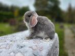 Prachtige raszuivere minilop konijntjes, Meerdere dieren, Dwerg, Hangoor, 0 tot 2 jaar