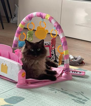 De beste Ragdoll kat beschikbaar voor biedingen