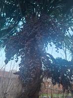Trachycarpus Fortunei Palmboomzaden 100 zaden € 5,00, Volle zon, Bloeit niet, Ophalen of Verzenden, Minder dan 100 cm