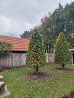 Te koop: 2 prachtige mooie kegelvormige beukenbomen, Tuin en Terras, Planten | Bomen, Ophalen, Bloeit niet, Volle zon, Overige soorten