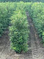 portugese laurier (Prunus lusitanica 'Angustifolia', Bloeit niet, Halfschaduw, Overige soorten, 100 tot 250 cm