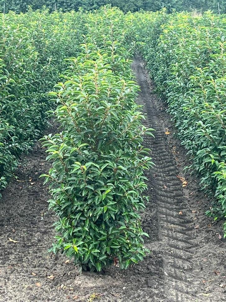 portugese laurier (Prunus lusitanica 'Angustifolia', Tuin en Terras, Planten | Bomen, Overige soorten, 100 tot 250 cm, Halfschaduw