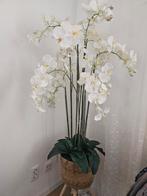 Grote kunst orchidee, Ophalen, Zo goed als nieuw