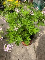 Citroen geranium, Huis en Inrichting, Kamerplanten, Ophalen, Overige soorten, Minder dan 100 cm