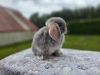 Prachtige raszuivere minilop konijntjes, Dieren en Toebehoren, Konijnen, Meerdere dieren, Dwerg, Hangoor, 0 tot 2 jaar