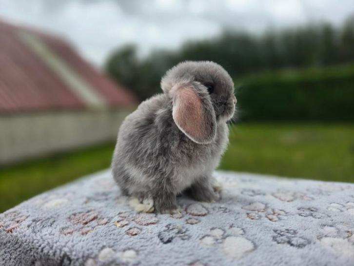Prachtige raszuivere minilop konijntjes, Dieren en Toebehoren, Konijnen, Dwerg, Meerdere dieren, 0 tot 2 jaar, Hangoor