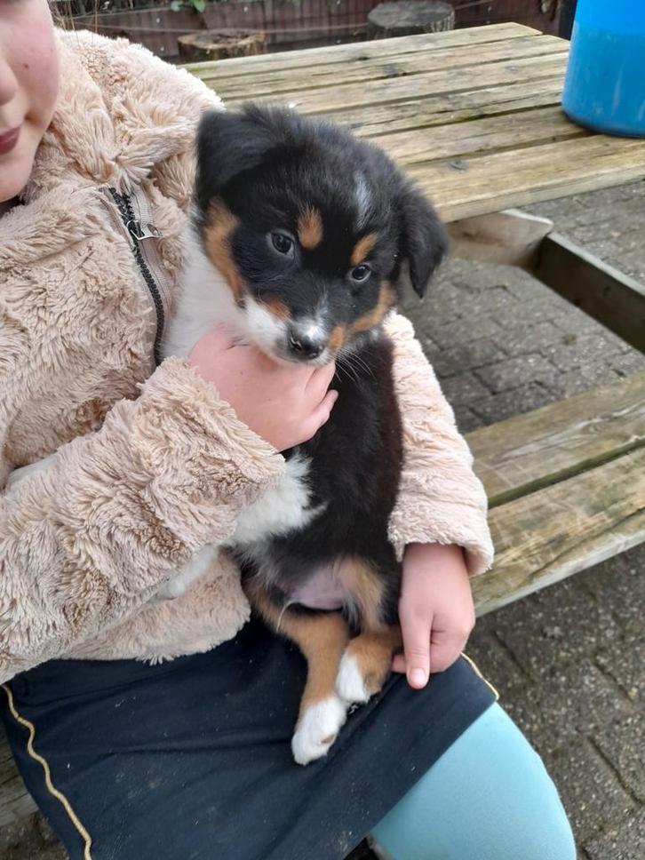 Australien shepherd pups, Dieren en Toebehoren, Honden | Niet-rashonden, Middel, Meerdere dieren, Particulier, Meerdere, Nederland
