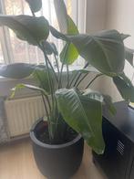 Strelitzia Nicolai (Paradijsvogelplant), Ophalen, Overige soorten, Halfschaduw, In pot