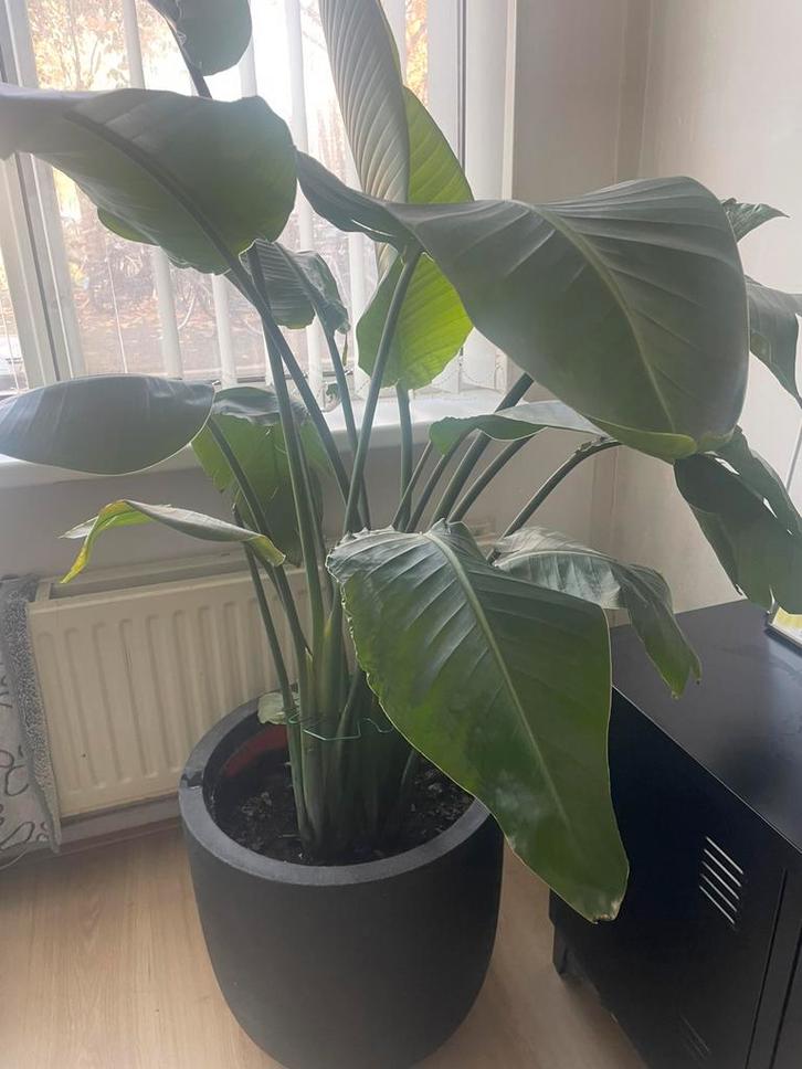 Strelitzia Nicolai (Paradijsvogelplant), Huis en Inrichting, Kamerplanten, Overige soorten, 150 tot 200 cm, Groene kamerplant