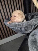 Labrador pups blond foxred, Dieren en Toebehoren, Honden | Retrievers, Spaniëls en Waterhonden, Rabiës (hondsdolheid), 8 tot 15 weken