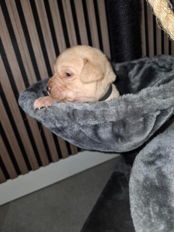 Labrador pups blond foxred, Dieren en Toebehoren, Honden | Retrievers, Spaniëls en Waterhonden, Meerdere dieren, Labrador retriever