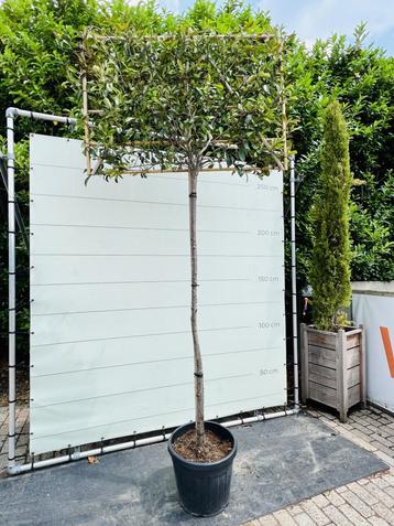 Photinia - Leischerm beschikbaar voor biedingen