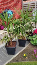 Winterharde Palmbomen trachycarpus fortunei, 100 tot 250 cm, Zomer, Palmboom, Ophalen