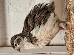 TRIO JAPANSE KWARTELS, Meerdere dieren, Overige soorten