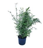 Fargesia Nitida Black Pearl | Niet-Woekerende Zwarte Bamboe, Ophalen of Verzenden, Bloeit niet, Overige soorten, Halfschaduw