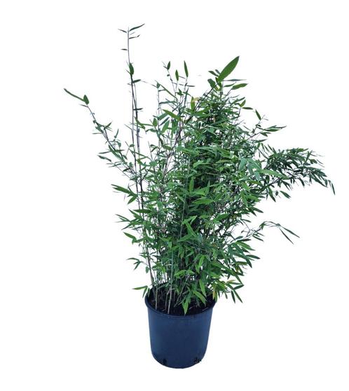Fargesia Nitida Black Pearl | Niet-Woekerende Zwarte Bamboe, Tuin en Terras, Planten | Tuinplanten, Overige soorten, Halfschaduw