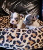 Nog 2 mooie franse bulldog reutje, Dieren en Toebehoren, Honden | Bulldogs, Pinschers en Molossers, Reu, CDV (hondenziekte), 8 tot 15 weken