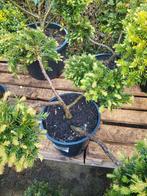 Taxus bosai, Ophalen, Bloeit niet, Halfschaduw, Overige soorten