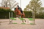 7 jarige (chestnut) merrie dressuur, spring, Dieren en Toebehoren, Paarden, Merrie, B, Gechipt, Dressuurpaard