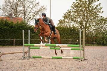 7 jarige (chestnut) merrie dressuur, spring beschikbaar voor biedingen
