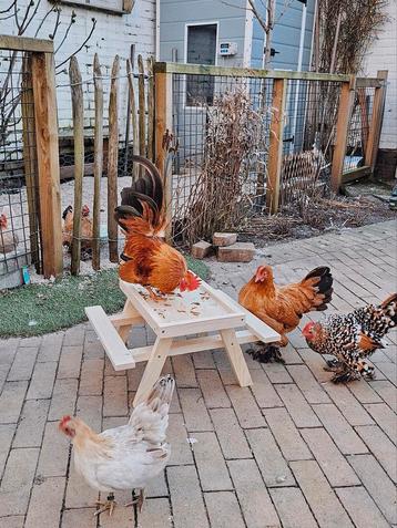 Picknick tafel voor kippen of konijnen