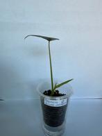 Alocasia silver dragon (2), Ophalen of Verzenden, Overige soorten, Minder dan 100 cm