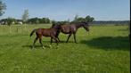 Fokmerrie met veulen uit mooie springlijn, Dieren en Toebehoren, Paarden, Merrie, Springpaard, 0 tot 2 jaar, 170 tot 175 cm