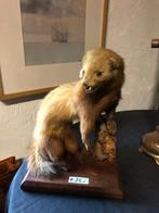 marter, Ophalen, Gebruikt, Wild dier, Beeldje of Figuurtje