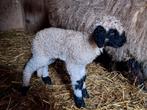 Fleslam paplam walliser schwarznase rammetje, Dieren en Toebehoren, Schapen, Geiten en Varkens, Mannelijk, Schaap
