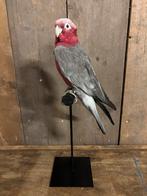 Mooi geprepareerde Rose Kaketoe, Verzamelen, Dierenverzamelingen, Ophalen of Verzenden, Nieuw, Vogel, Opgezet dier
