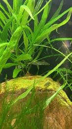 Gratis aquarium garnalen, Kreeft, Krab of Garnaal
