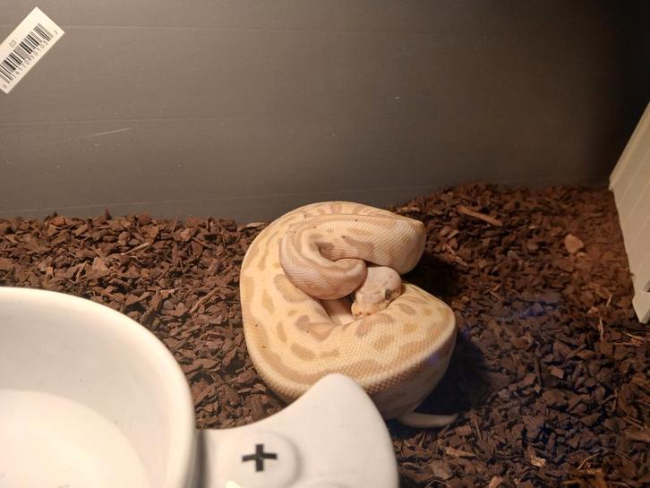 1.1 python regius Ball Python - female for sale from Bas