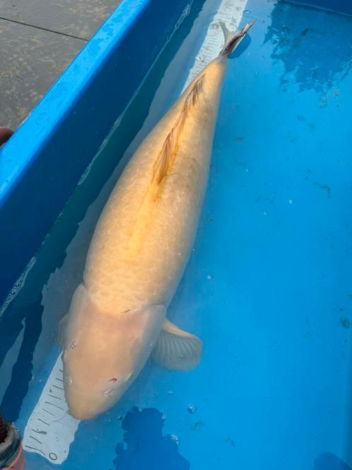 Kigoi 65cm +, Dieren en Toebehoren, Vissen | Vijvervissen, Karper of Koi