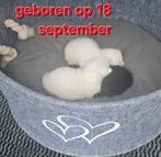 Mooi lieve kittens, moeder half Turkse angora en vader half, Meerdere dieren