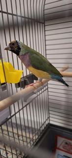 Gouldamadine vrouwtje, Dieren en Toebehoren, Vrouwelijk, Tropenvogel