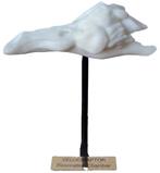 Velociraptor Resonation Chamber Prototype, Verzamelen, Ophalen of Verzenden, Fossiel