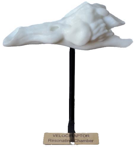 Velociraptor Resonation Chamber Prototype, Verzamelen, Mineralen en Fossielen, Fossiel, Ophalen of Verzenden