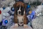 Duitse boxerpuppy's met FCI-papieren, Nederland, Rabiës (hondsdolheid), Overige rassen, 8 tot 15 weken