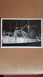 Circus/ Trudy Strong (?)met haar tijgers/ Circus Krone 1975., Ophalen of Verzenden, Zo goed als nieuw