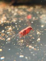 Rode garnalen, Dieren en Toebehoren, Vissen | Aquaria en Toebehoren, Ophalen, Nieuw