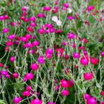 Prikneus, Tuin en Terras, Planten | Tuinplanten, Volle zon, Tweejarig, Zomer, Ophalen