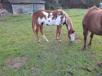 Overo jaarling merrie, Dieren en Toebehoren, Paarden, Merrie, Minder dan 160 cm, 0 tot 2 jaar, Gechipt