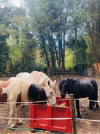 Vrijwilligers gezocht / verzorger