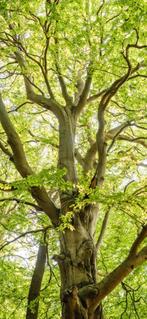Gratis boom kappen, Tuin en Terras, Minder dan 3 m³, Ophalen of Verzenden
